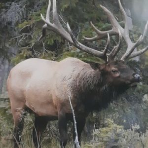 Meet your Posher, Febe